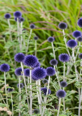 ECHINOPS ritro